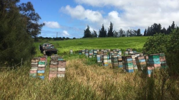 Big Island Bees Honey — Kona Coast, Big Island, Hawaii