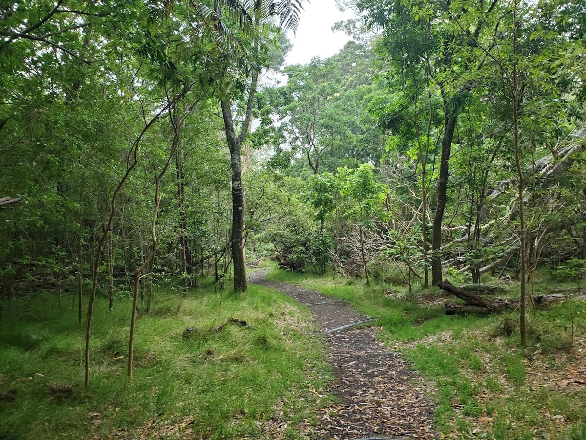 Kipukapuaulu (Bird Park) — Volcano, Big Island, Hawaii