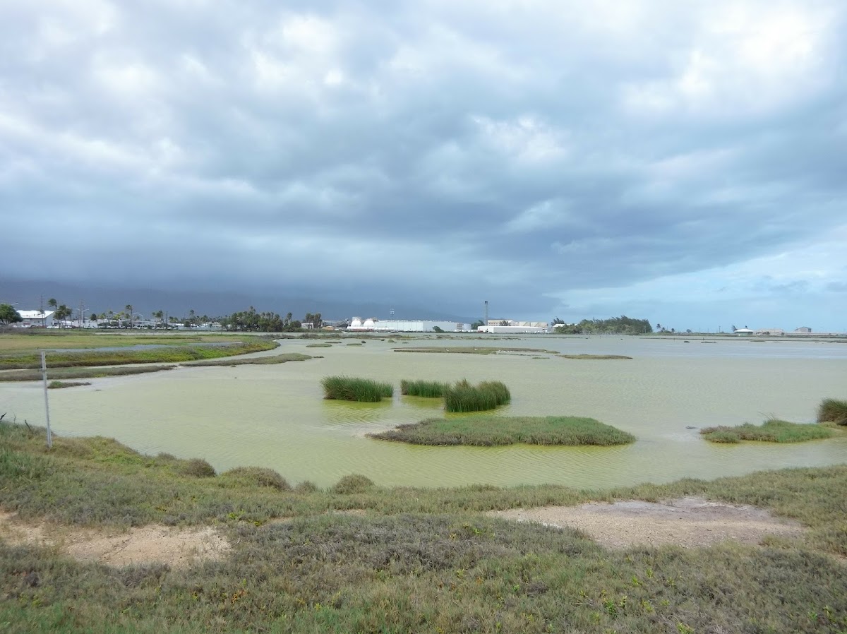 Kanaha Pond State Wildlife Sanctuary