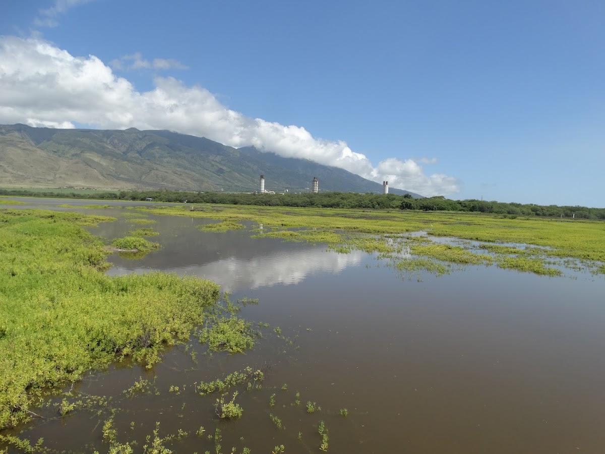 Kealia Pond National Wildlife Refuge — South Maui, Maui, Hawaii
