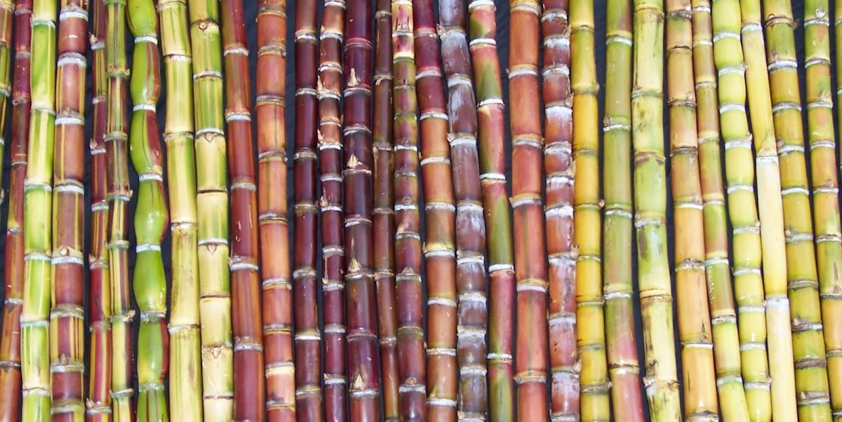 Maui Nui Botanical Gardens — Central Maui, Maui, Hawaii