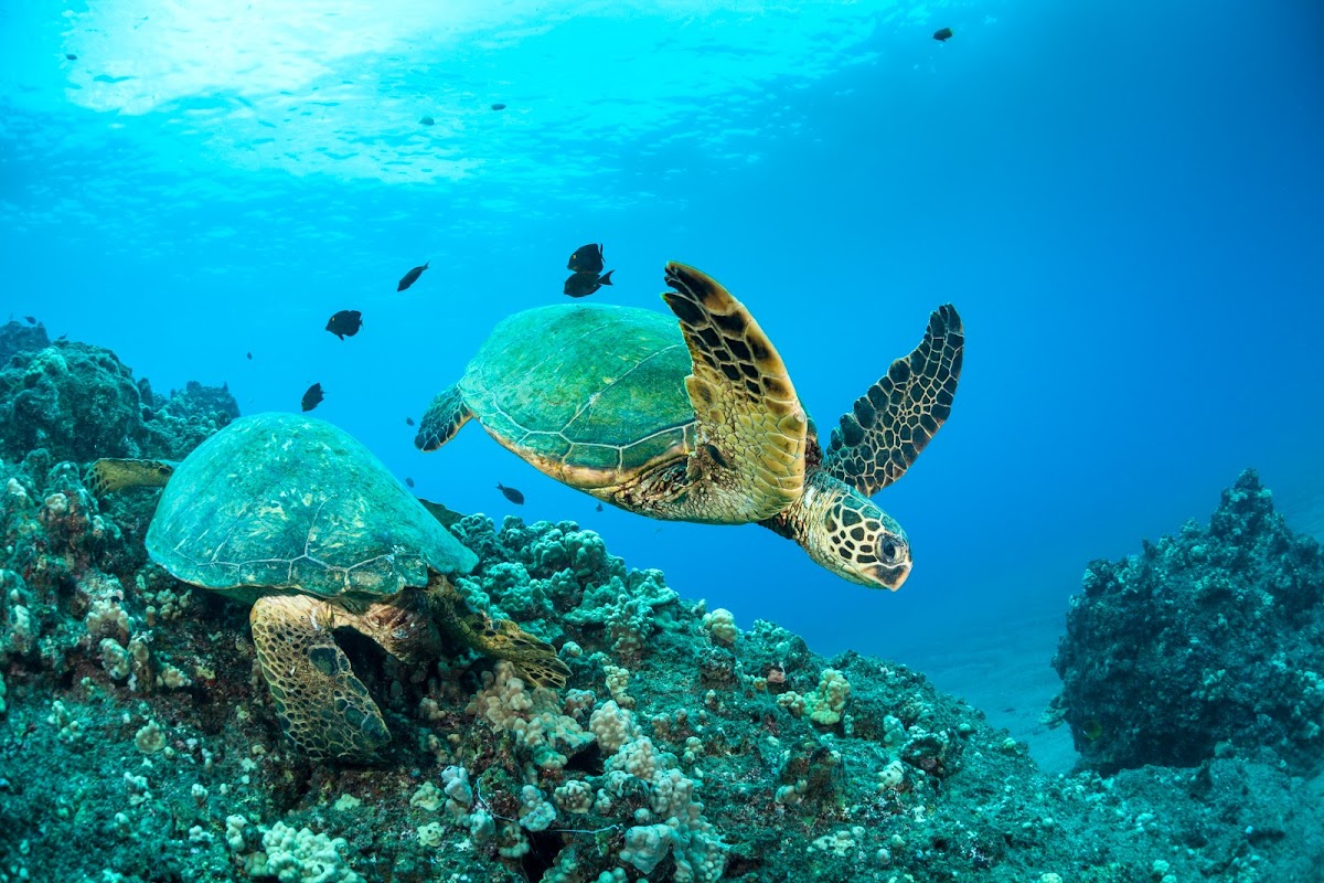 Molokini Snorkel Tour