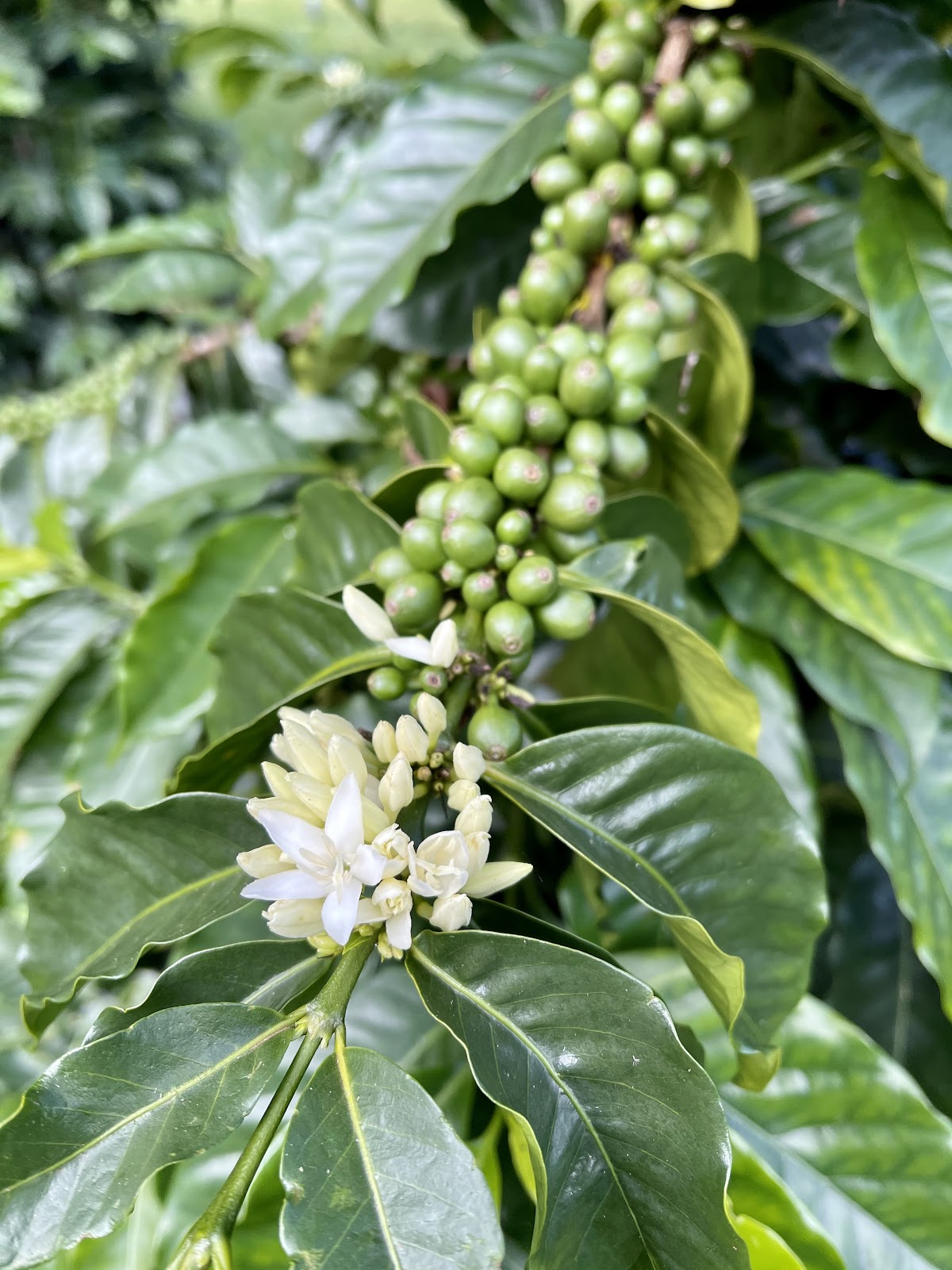 O'o Farm β Upcountry, Maui, Hawaii