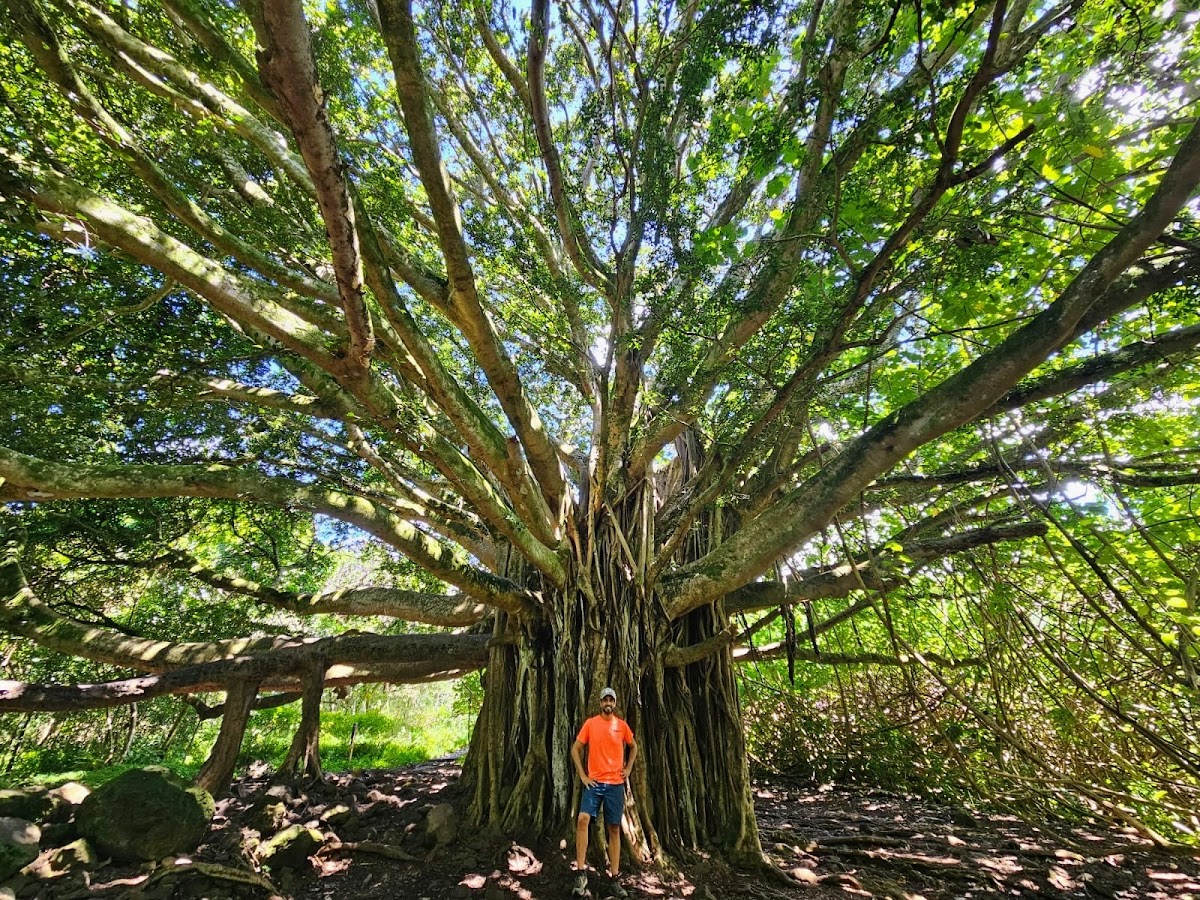 Pipiwai Trail to Bamboo Forest β Hana, Maui, Hawaii