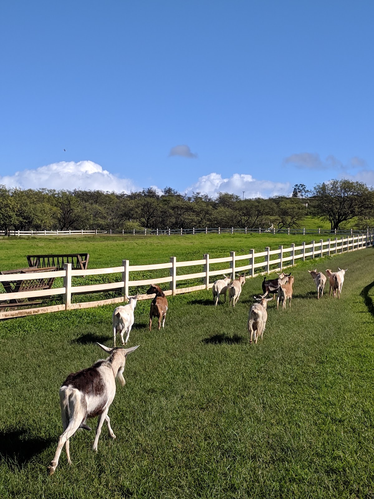 Surfing Goat Dairy Farm Tour β Upcountry, Maui, Hawaii