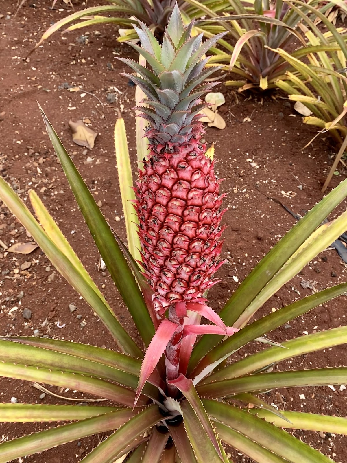 Dole Plantation