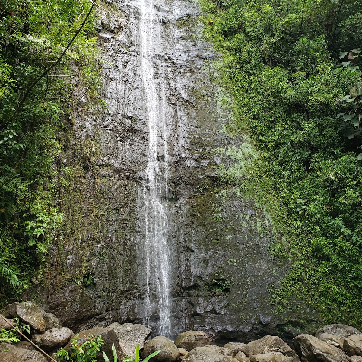 Manoa Falls Trail