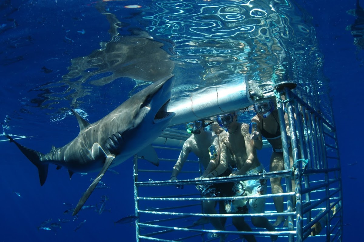 Shark Cage Diving